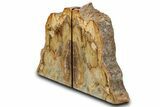 Tall Colorful Petrified Wood Bookends - Washington #382176-2
